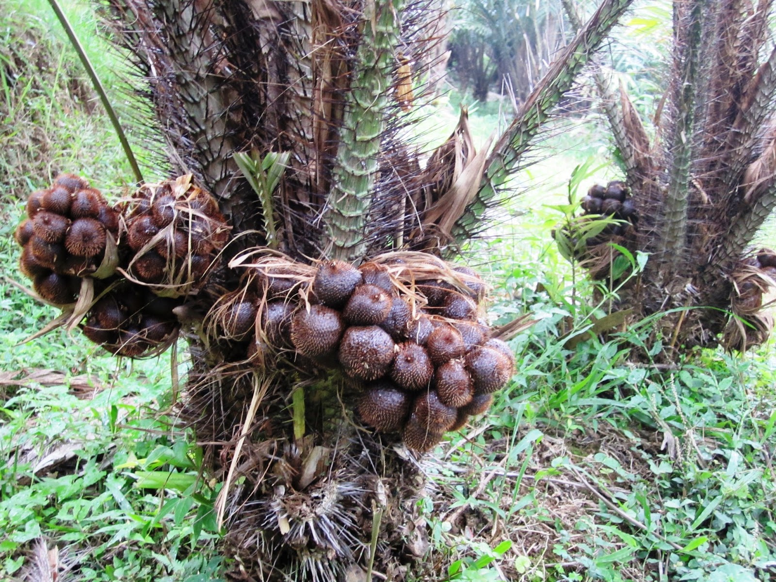 Dollar Village,  Bukit Lawang, Tangkahan Tour